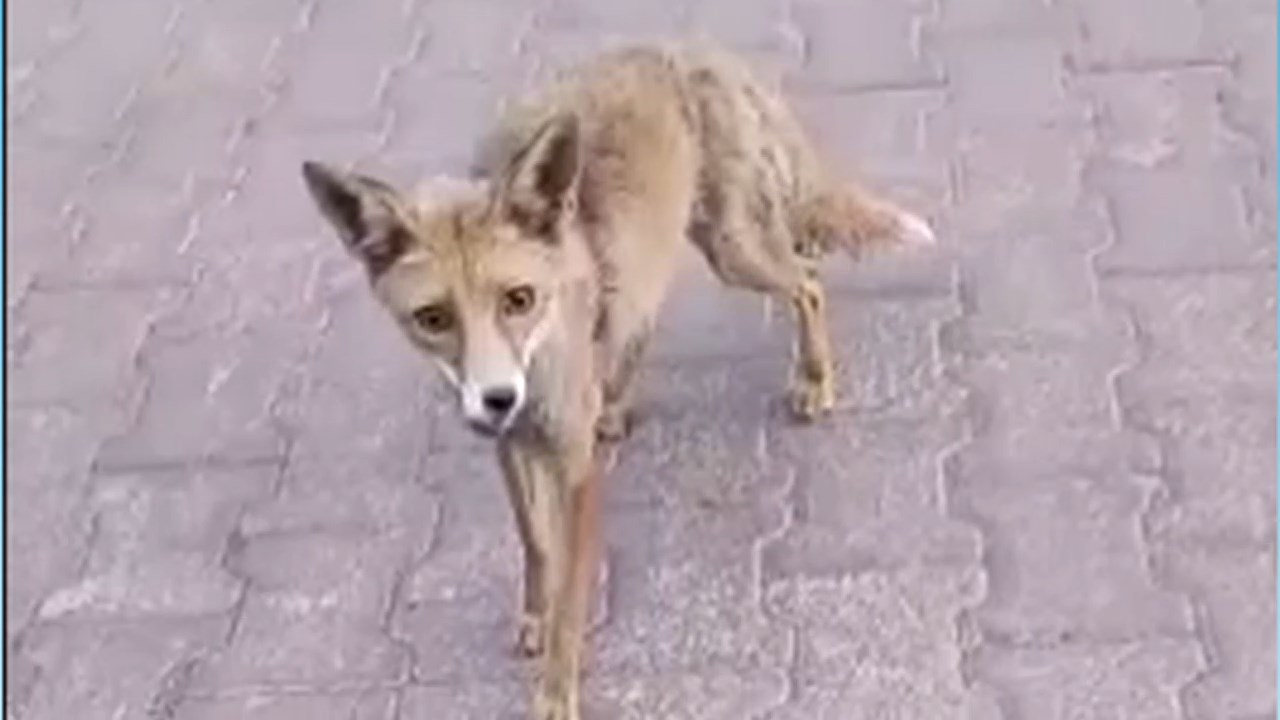 Tilki.mp4 Snapshot 01.53.130