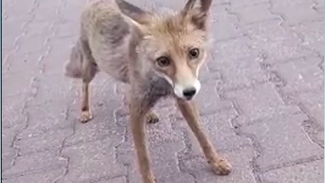 Tilki.mp4 Snapshot 01.59.576