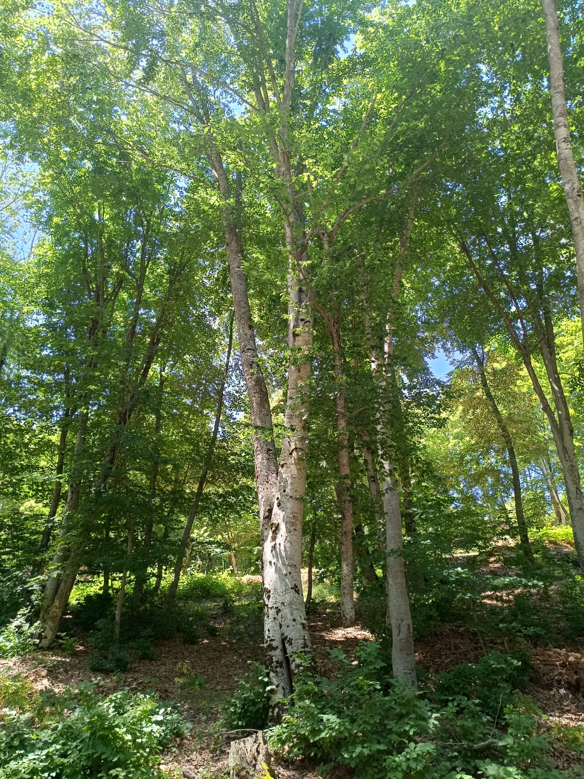 447772112 465925436121351 747784036822494502 N