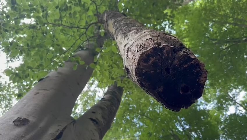 Whatsapp Video 2024 06 29 At 16.07.00.Mp4 Snapshot 00.00.800