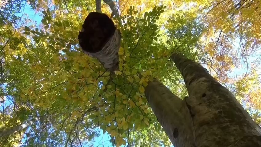 Whatsapp Video 2024 06 29 At 16.07.00.Mp4 Snapshot 03.55.098