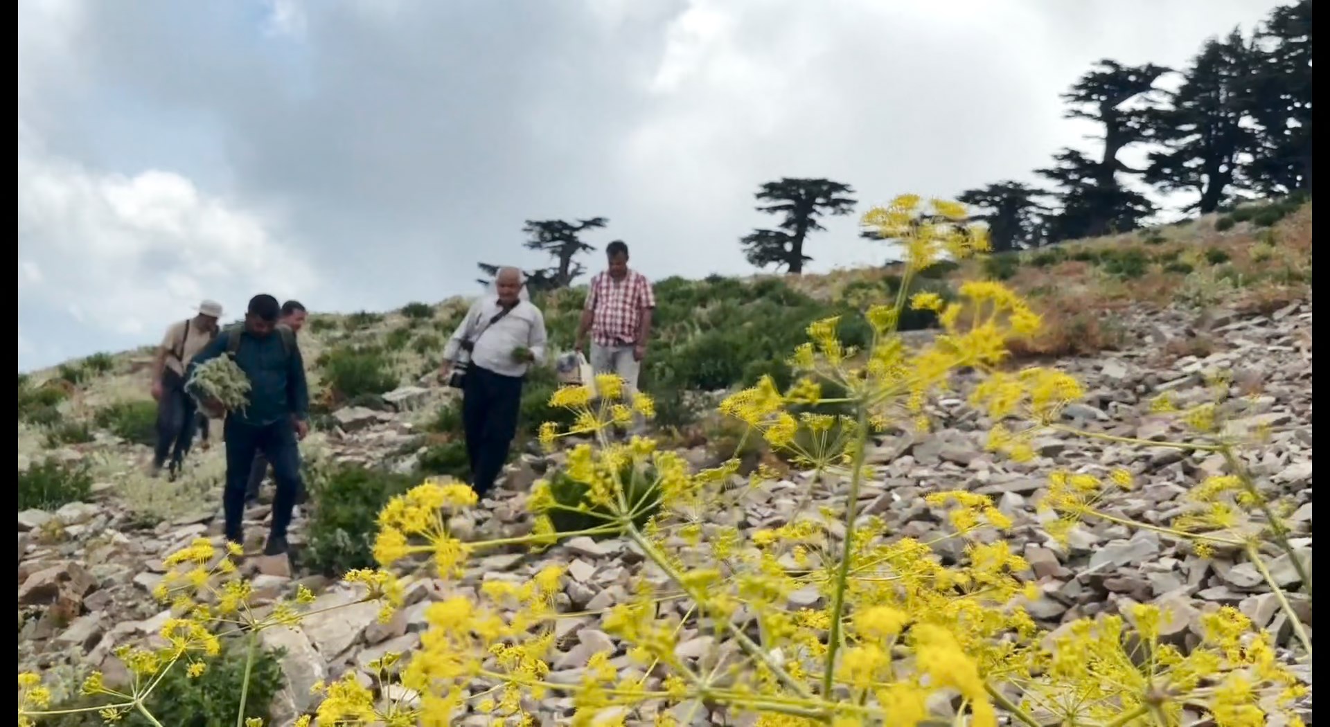 Yayla Çayı Montaj.mov Snapshot 00.01.159