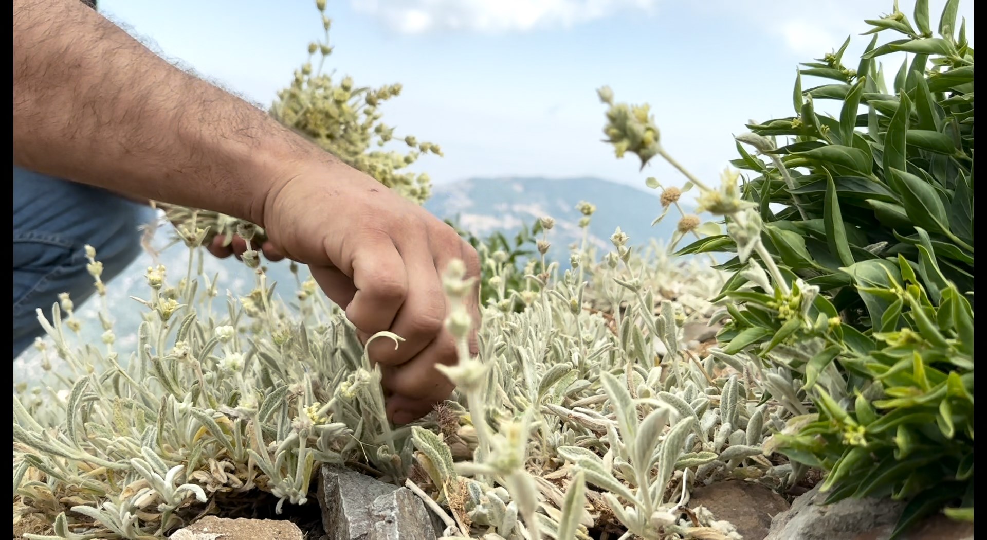 Yayla Çayı Montaj.mov Snapshot 05.22.699