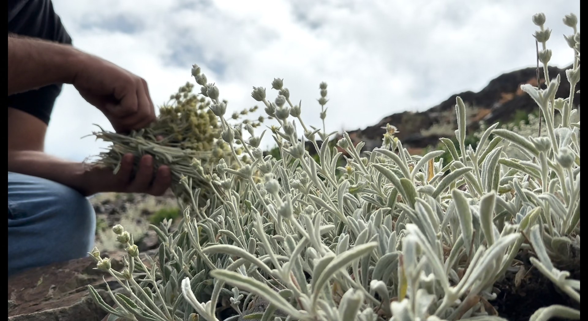 Yayla Çayı Montaj.mov Snapshot 05.54.719