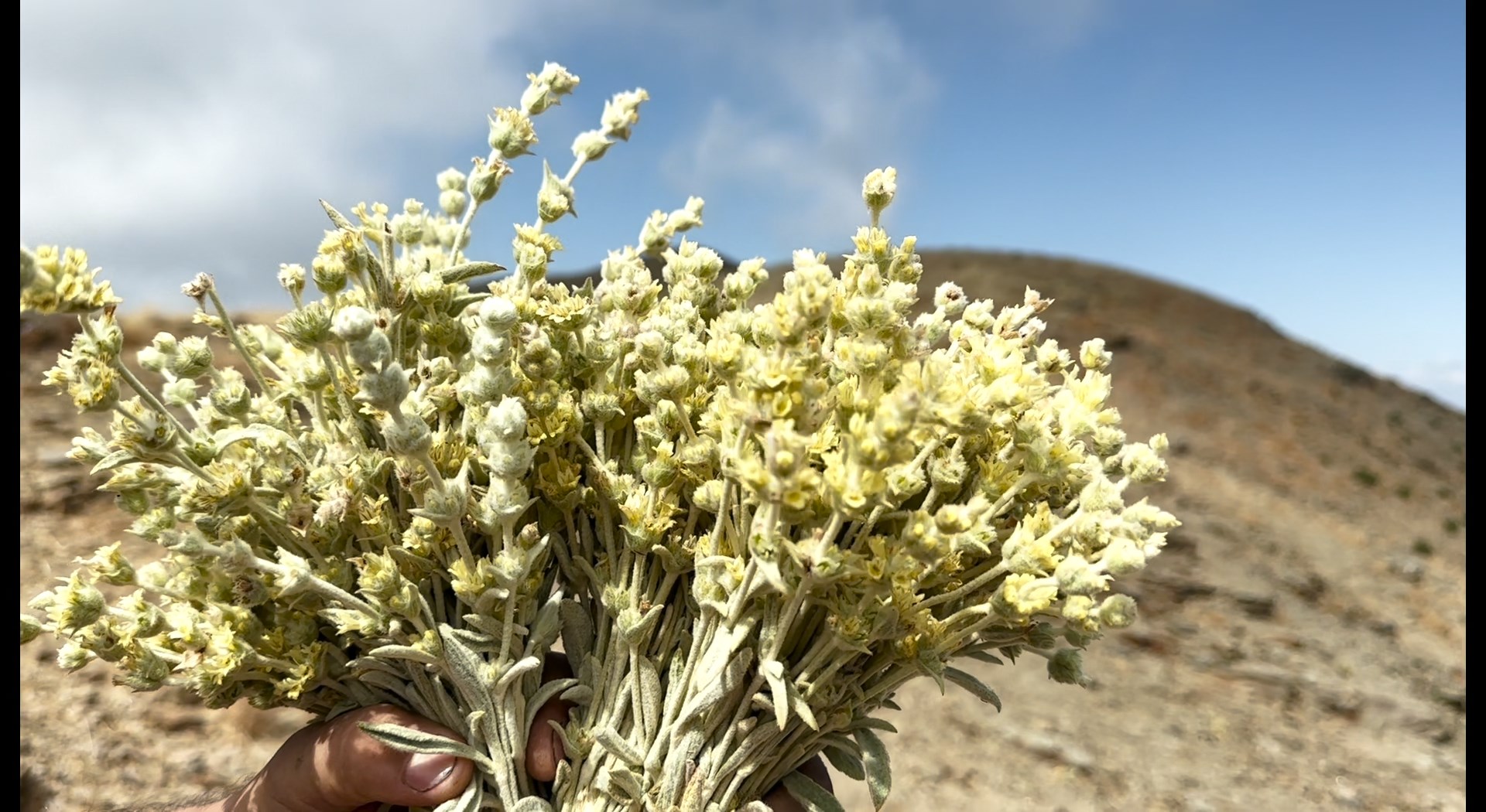 Yayla Çayı Montaj.mov Snapshot 06.01.766