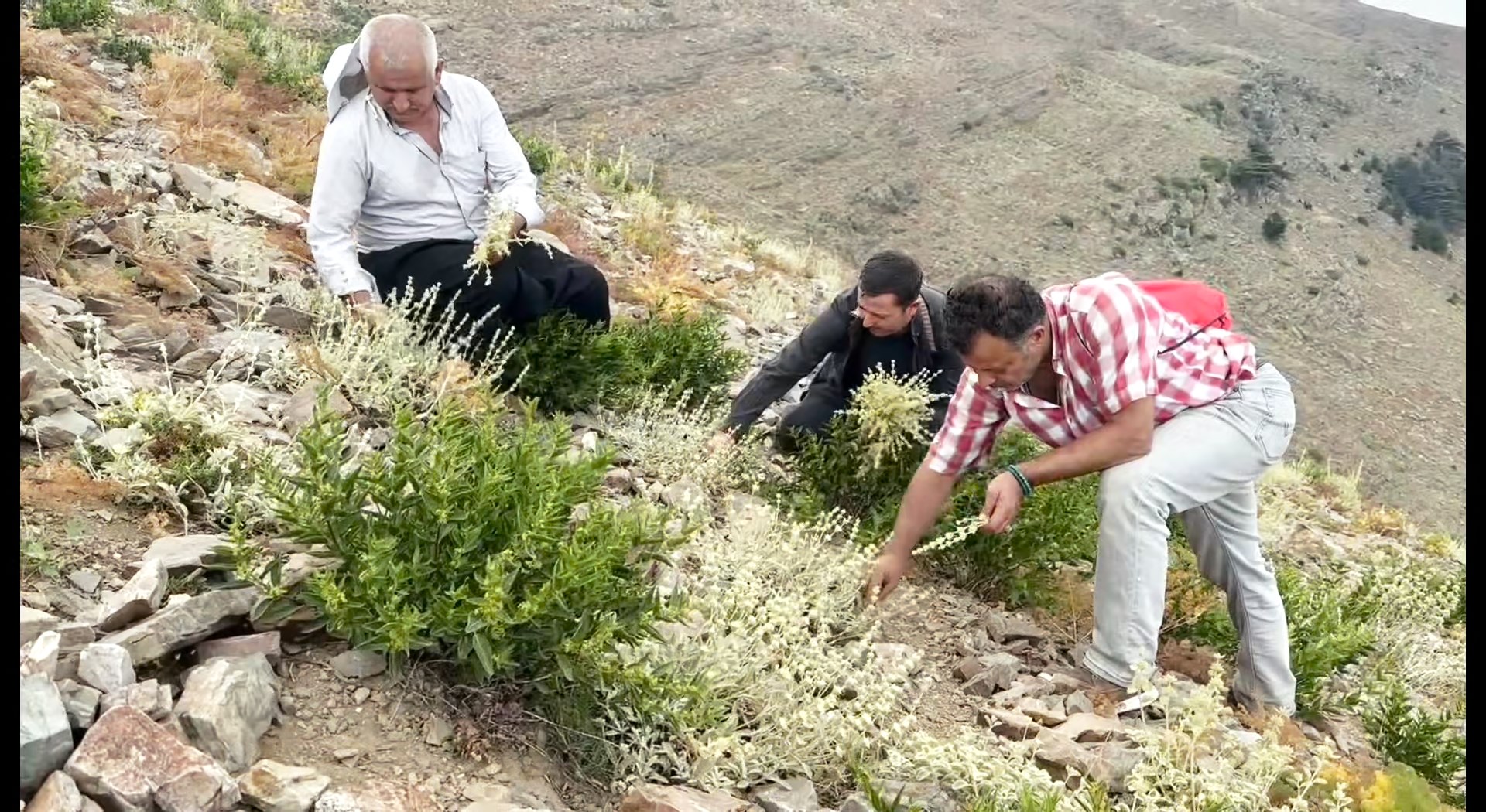 Yayla Çayı Montaj.mov Snapshot 07.45.133
