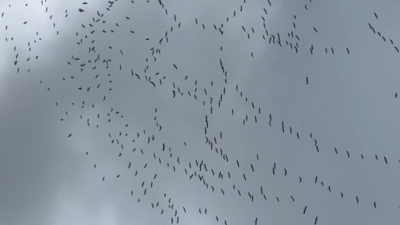 Leylek Gocu.mp4 Snapshot 00.00.934