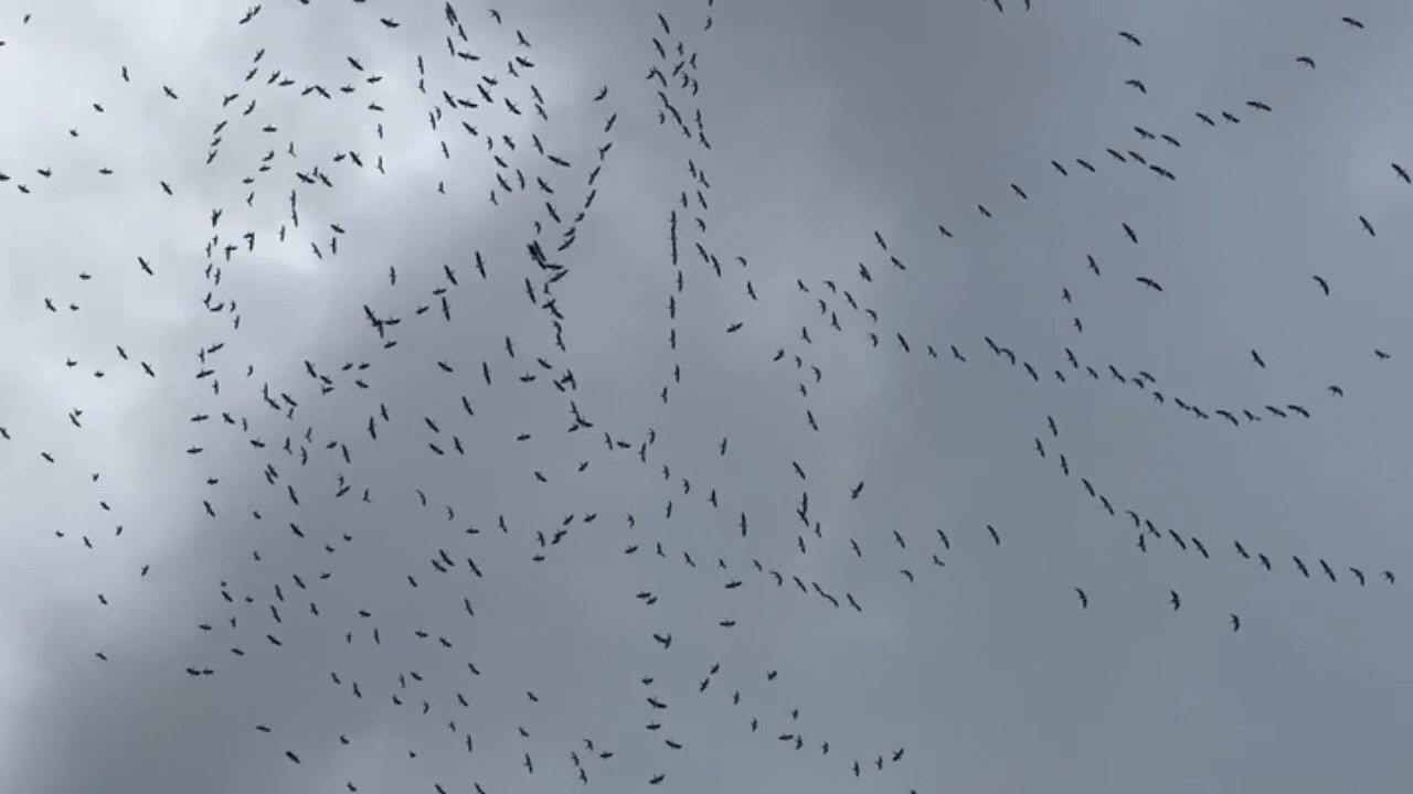 Leylek Gocu.mp4 Snapshot 00.03.595