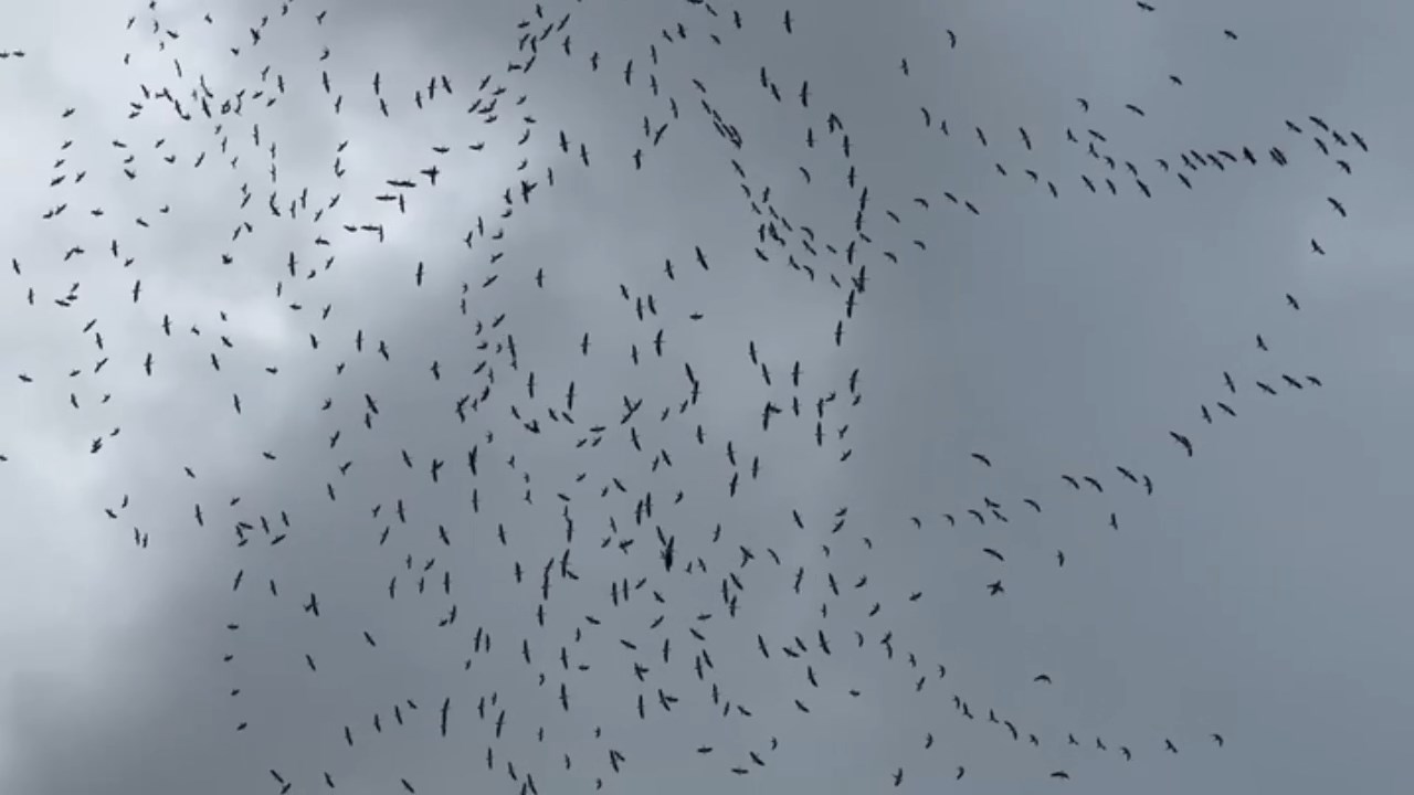 Leylek Gocu.mp4 Snapshot 00.06.157