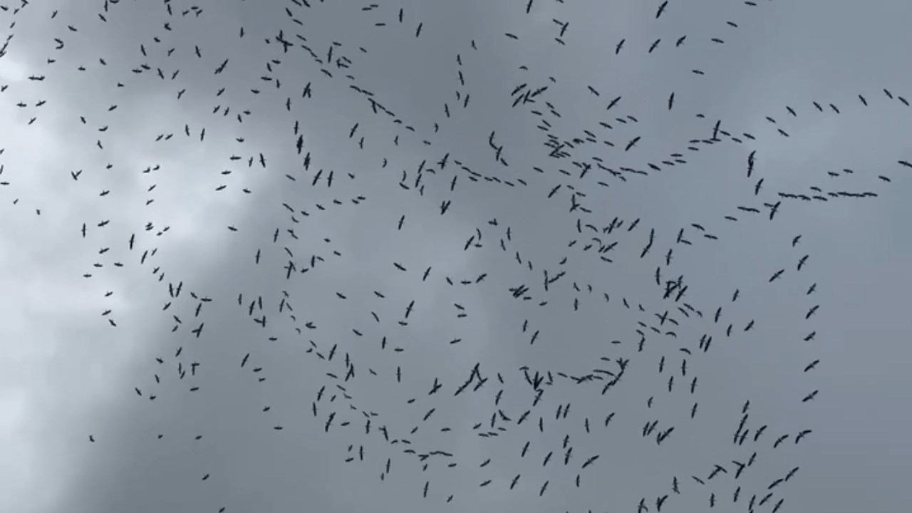 Leylek Gocu.mp4 Snapshot 00.09.354