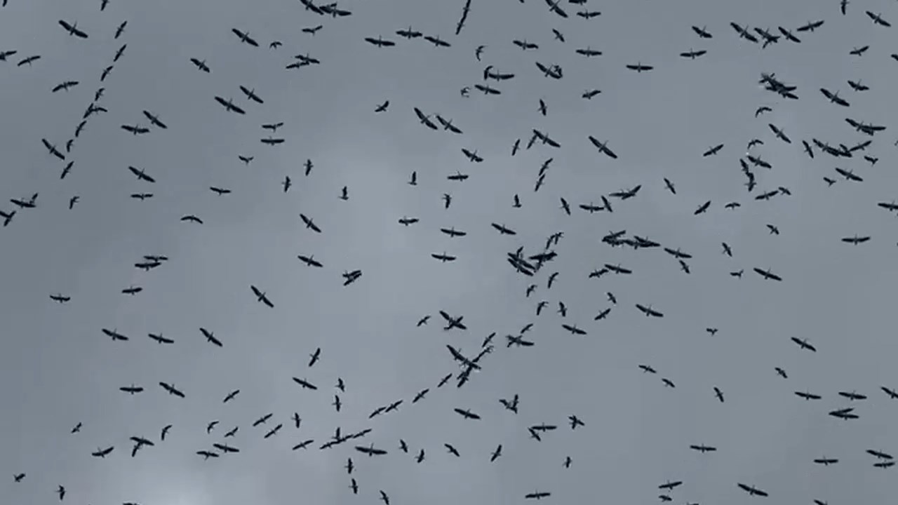 Leylek Gocu.mp4 Snapshot 01.13.918