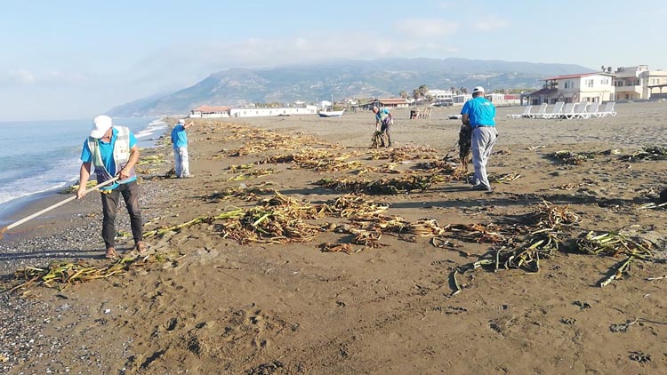 Su Sumbulleri Temizligi 1