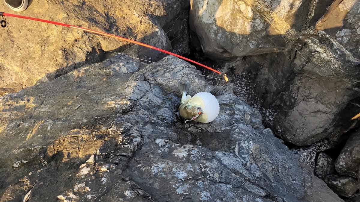 Balon Balıgı