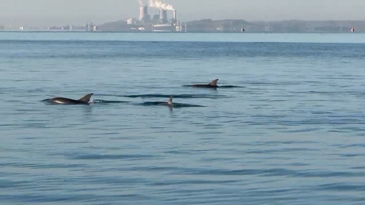 Whatsapp Video 2024 11 28 At 12.49.09.Mp4 Snapshot 00.12.646