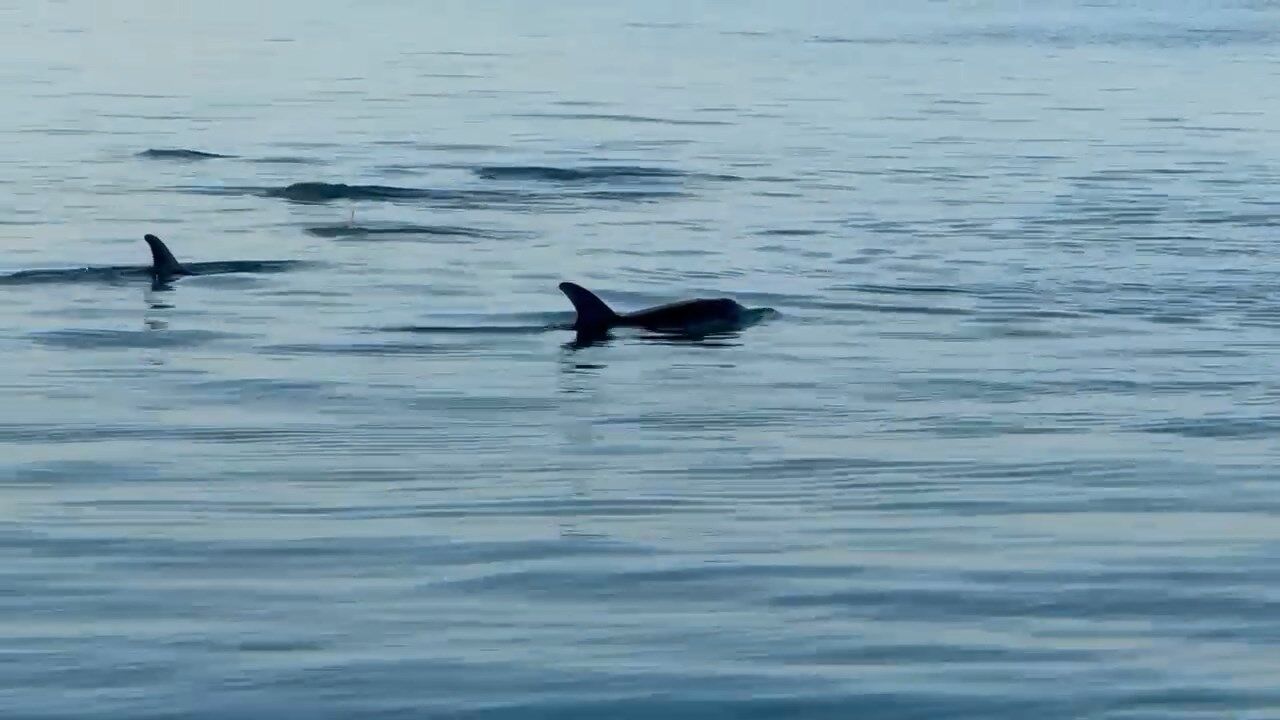 Whatsapp Video 2024 11 28 At 12.49.09.Mp4 Snapshot 00.22.622