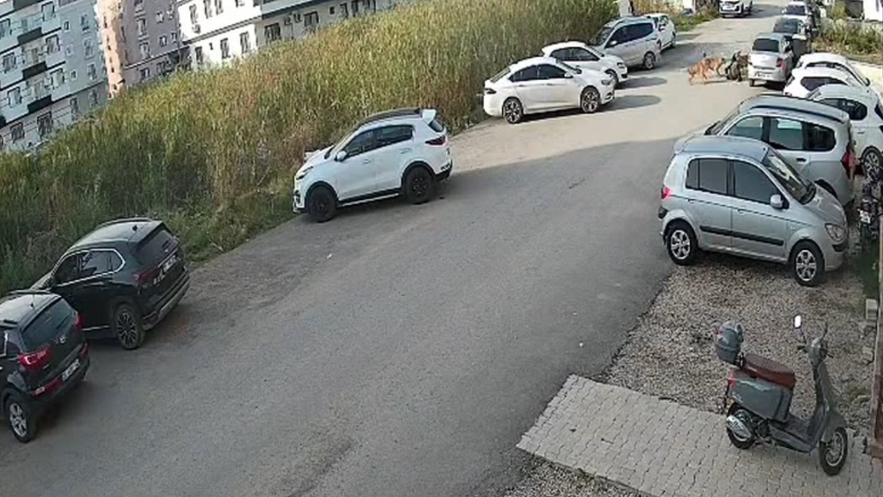 Kopek Saldirisi.mp4 Snapshot 00.19.319