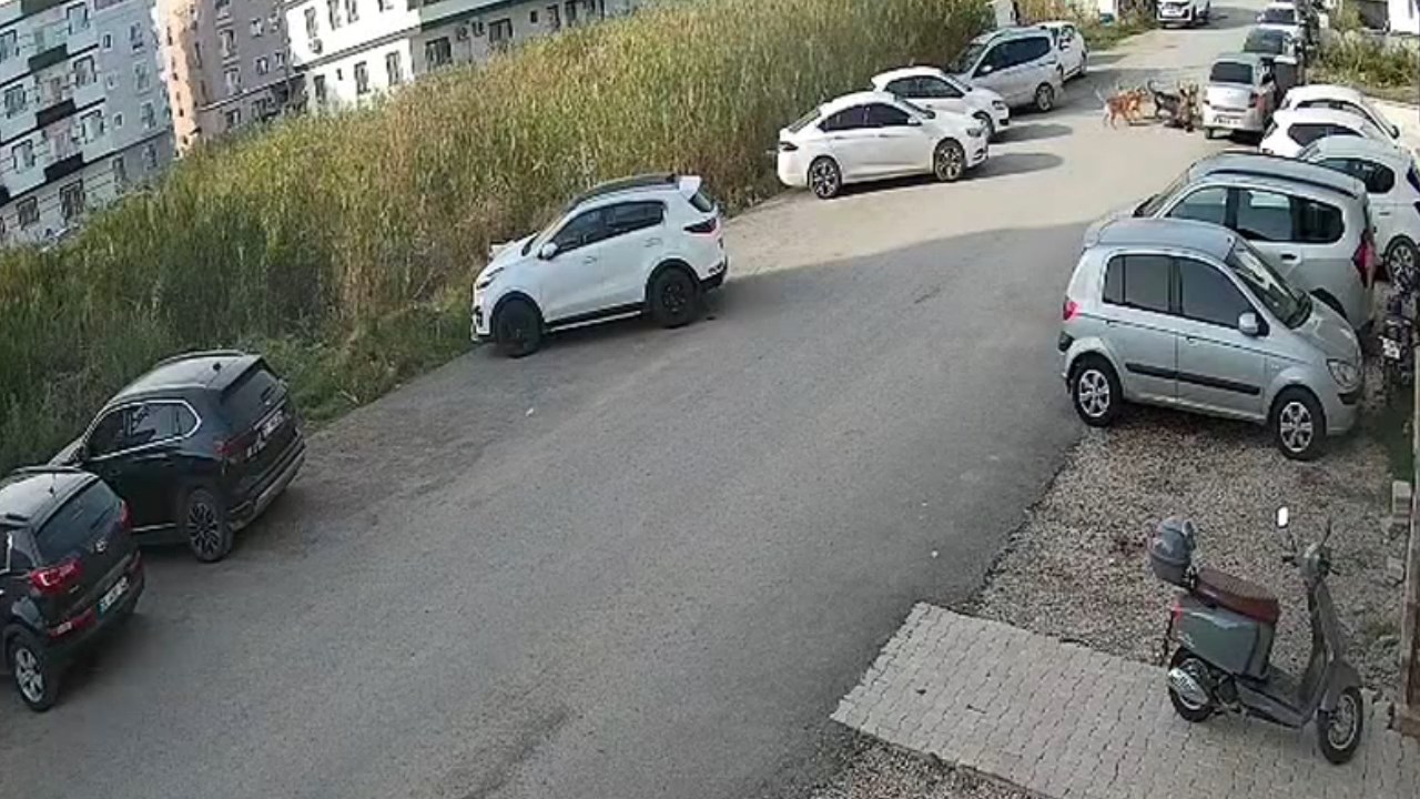 Kopek Saldirisi.mp4 Snapshot 00.20.902