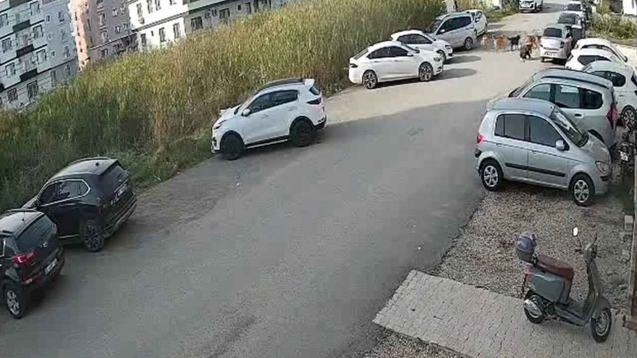 Kopek Saldirisi.mp4 Snapshot 00.22.178