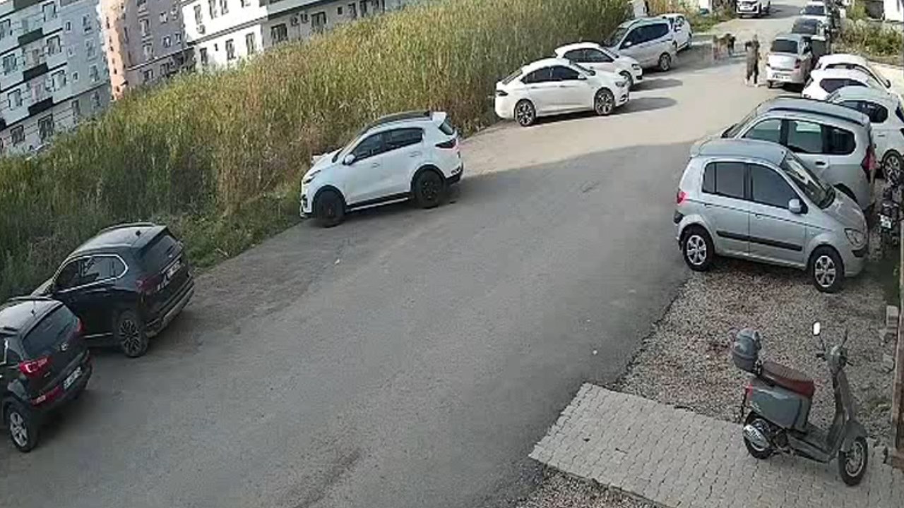 Kopek Saldirisi.mp4 Snapshot 00.23.604