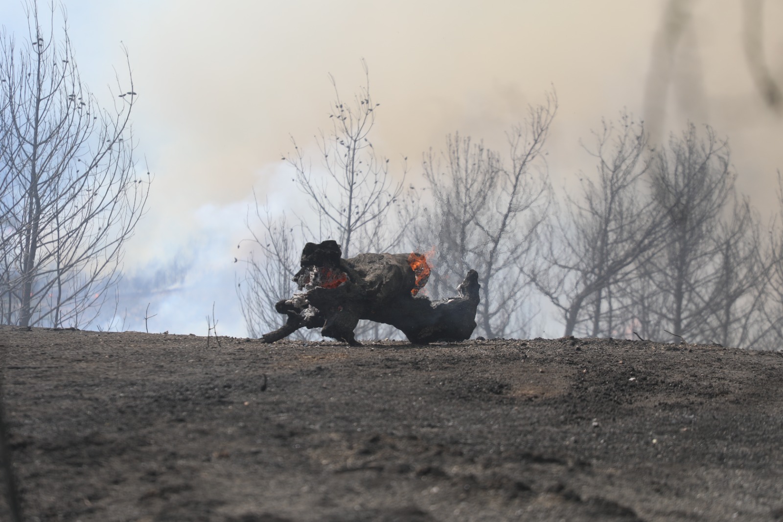 Hatayin Cigerleri Yaniyor (2)