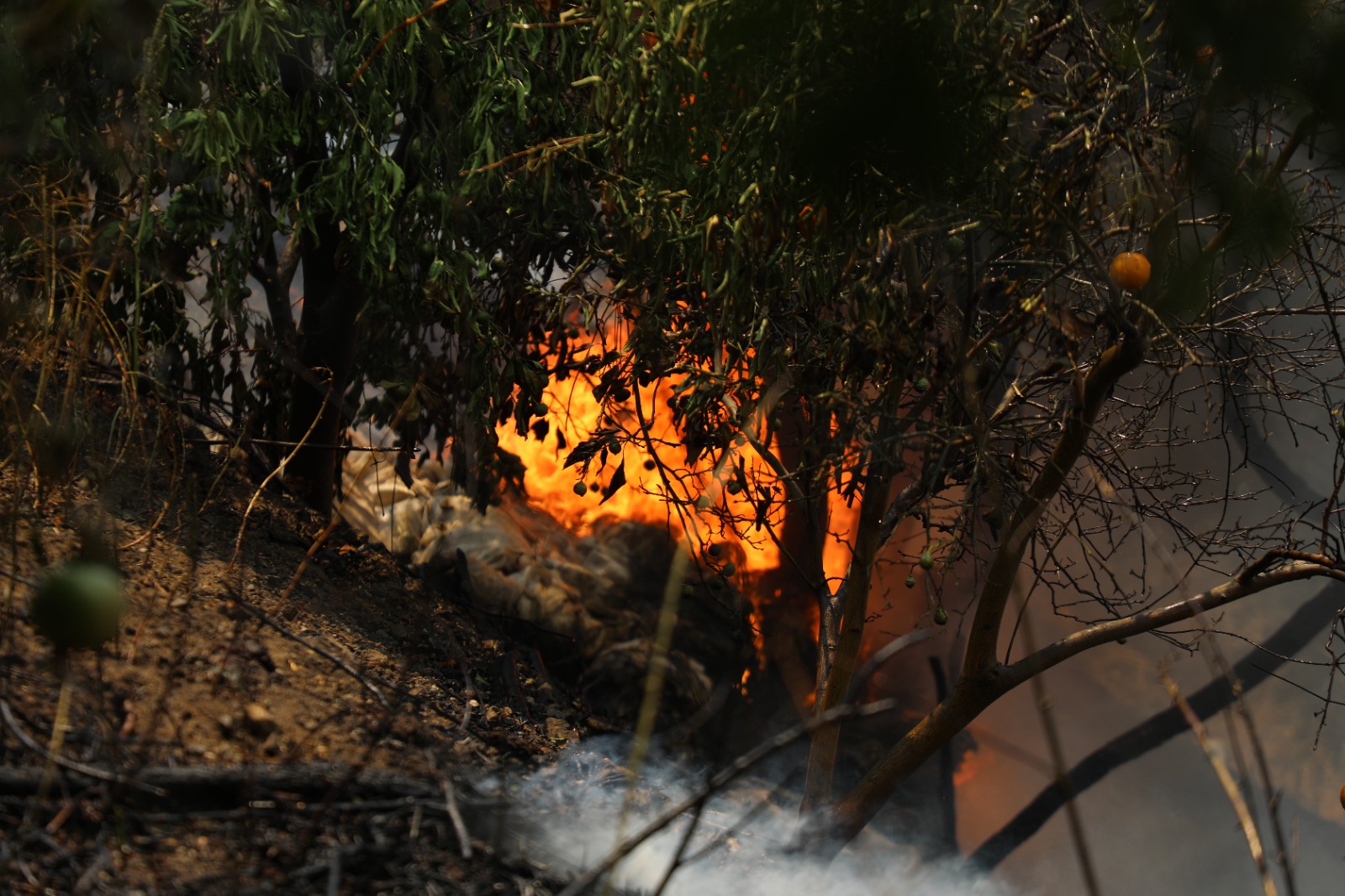 Hatayin Cigerleri Yaniyor (5)