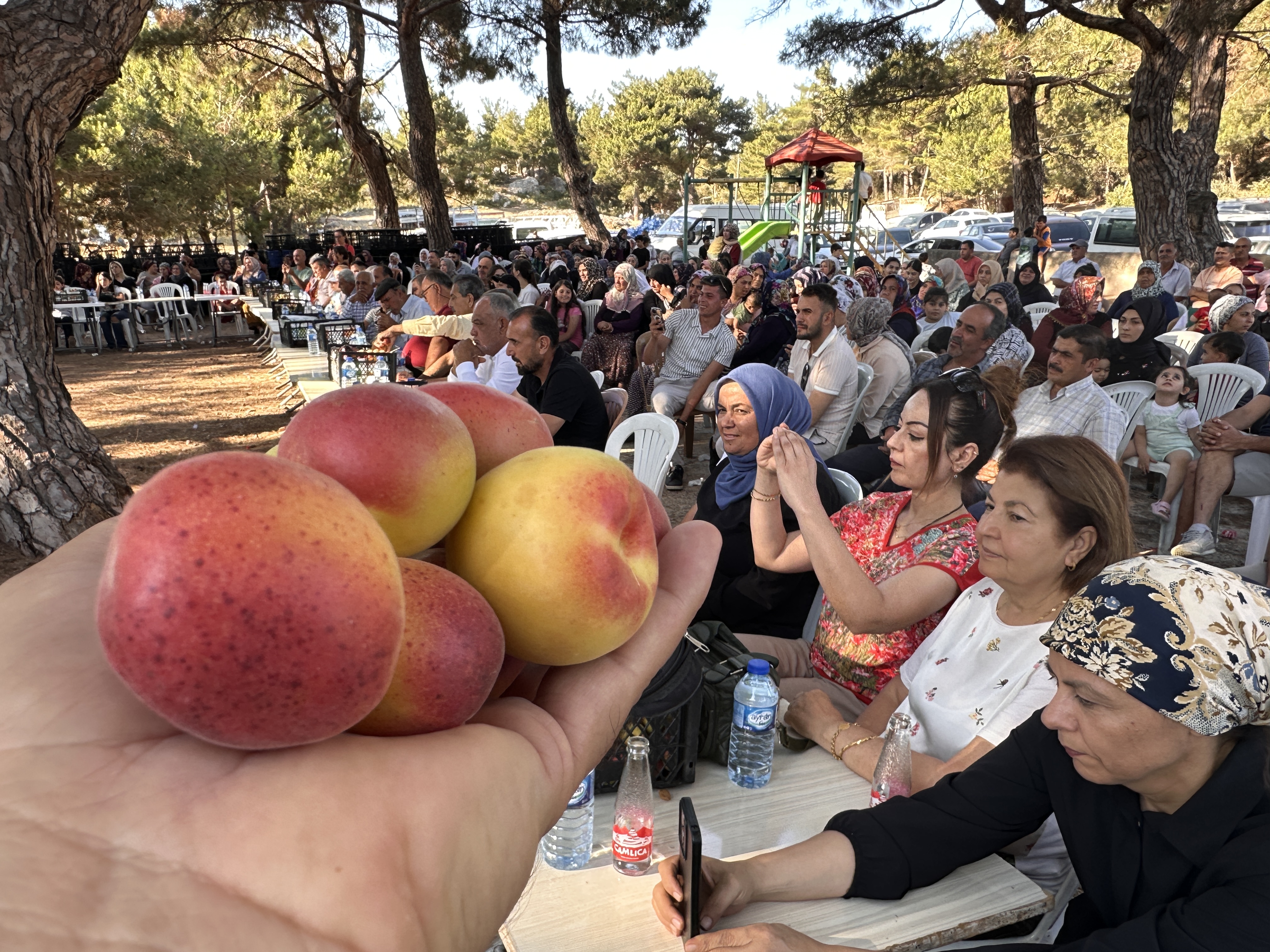 Kozakli Kayisi Festivali (7)