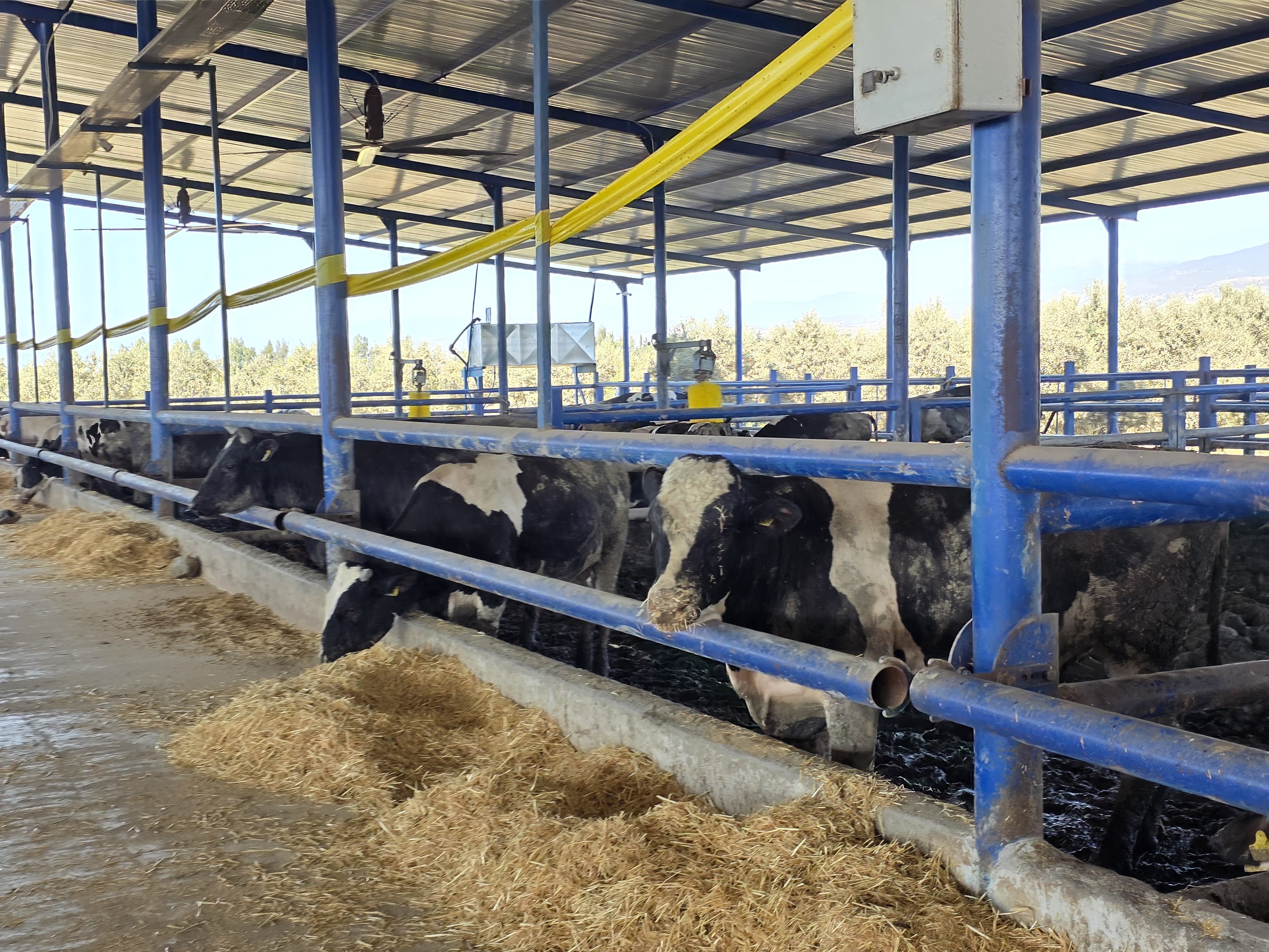 Arsuz Hayvancılık (1)