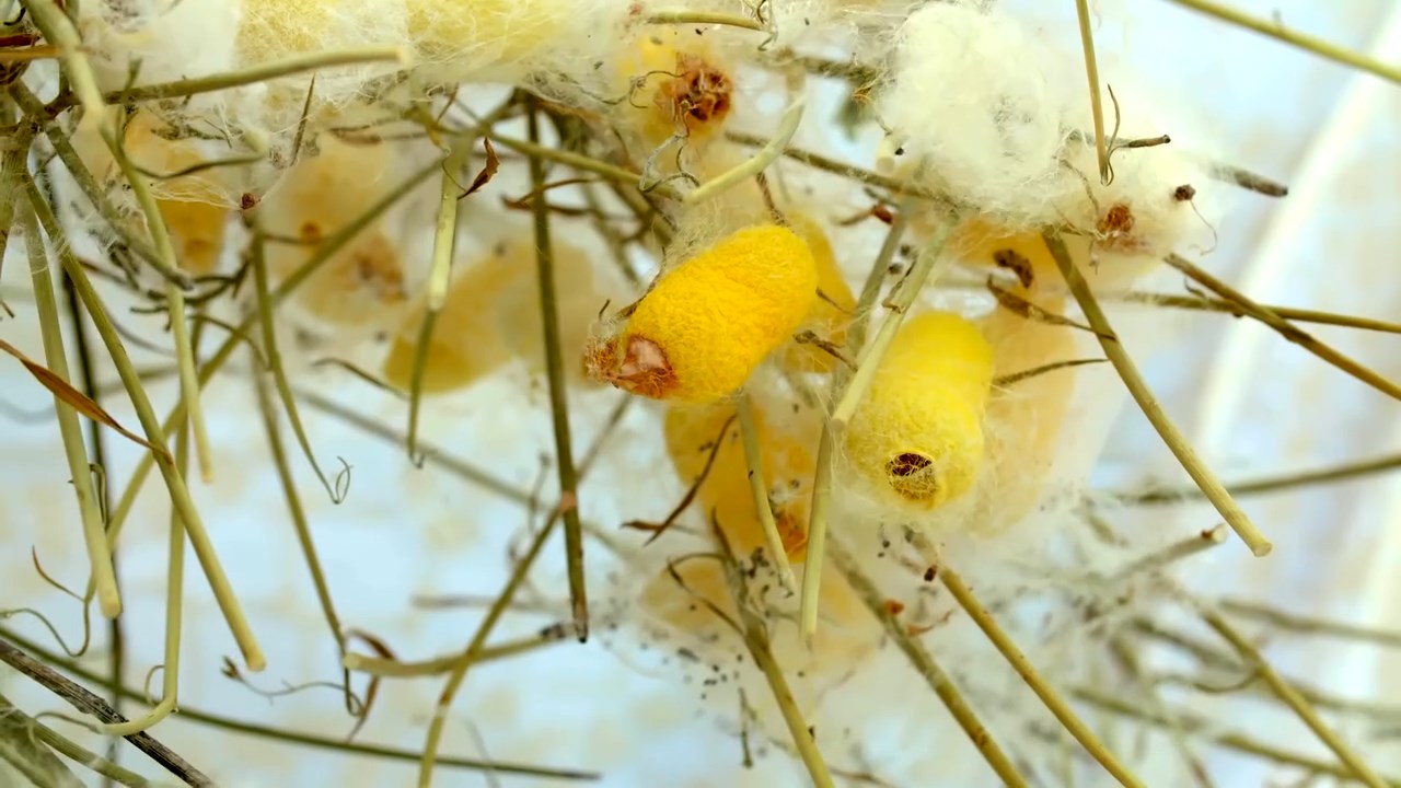 Hatay Sarisi Ipegi (4)