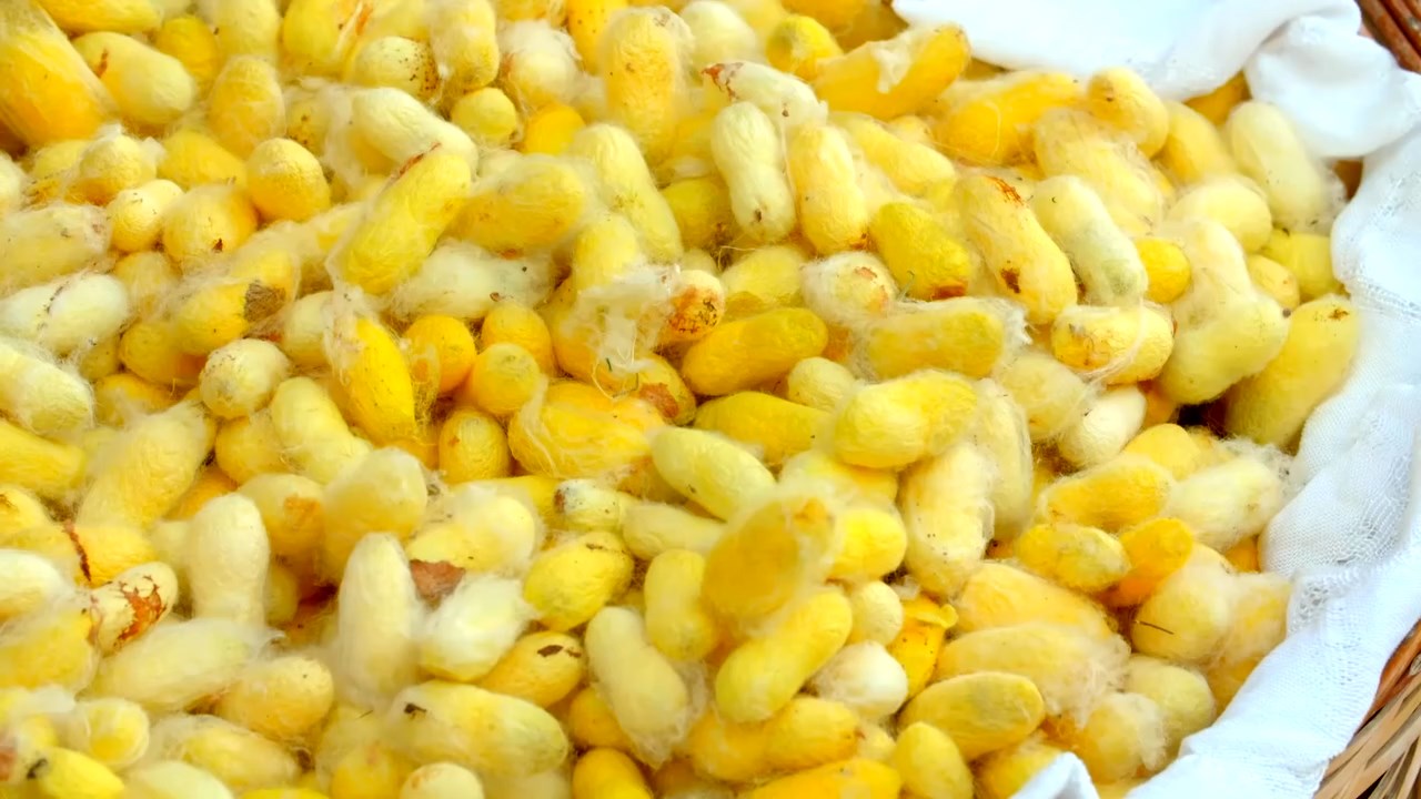 Hatay Sarisi Ipegi (7)