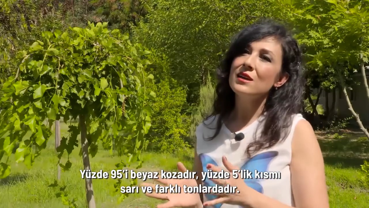 Hatay Sarisi Ipegi (8)