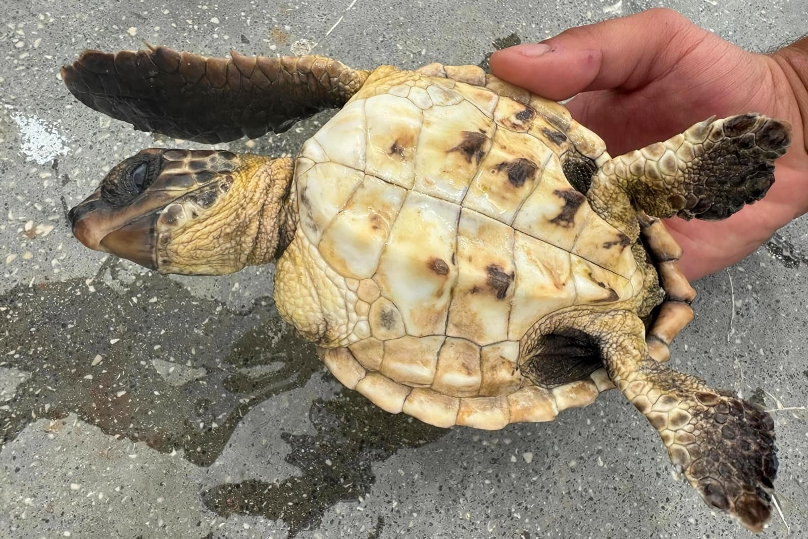 Yarali Kampulmbagalar (1)