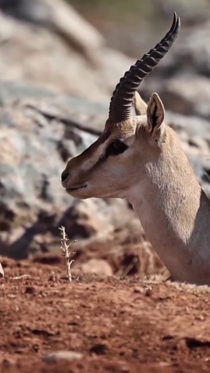 2662169A Ca62 460A Adc7 0E828A3Ec87C