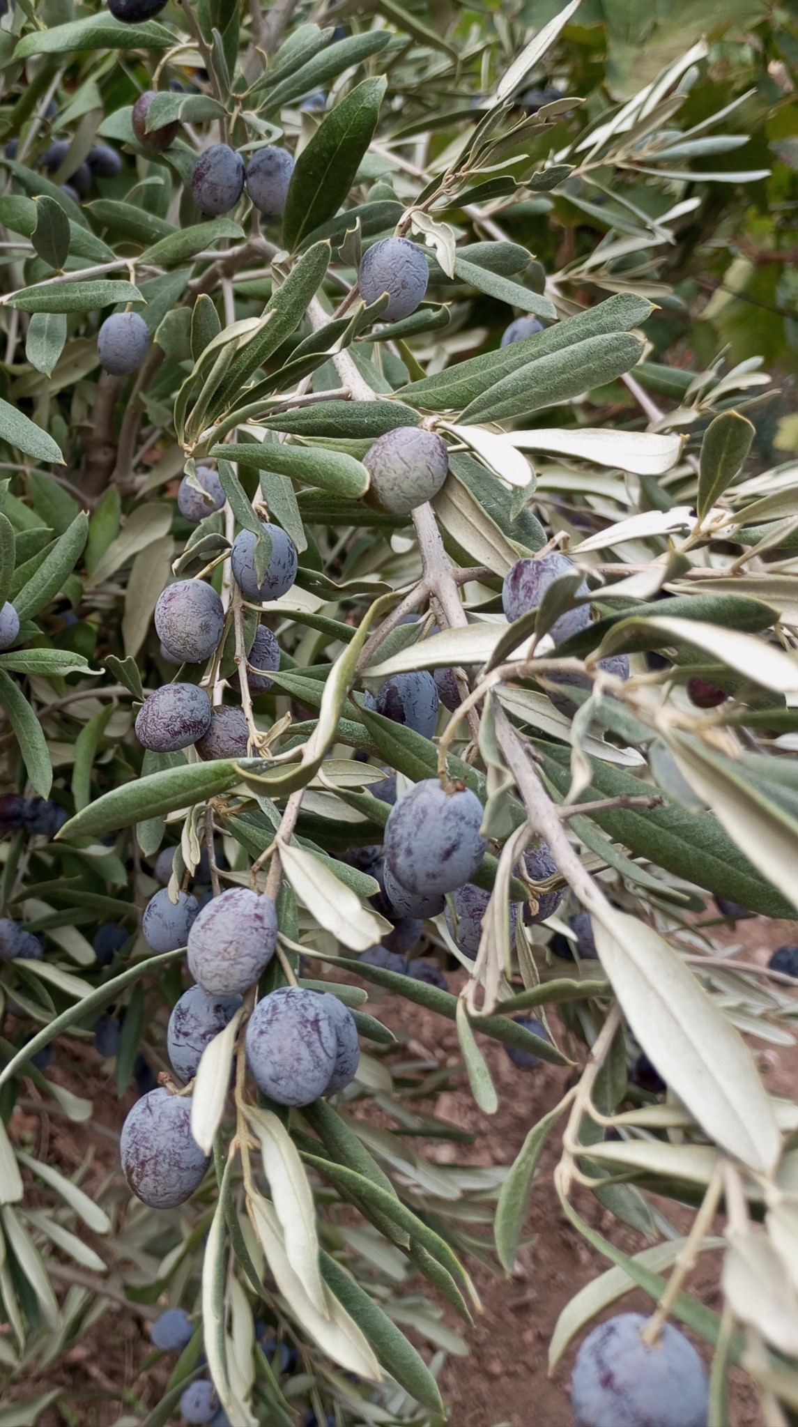 569032641 10164789464325839 5965000405088333414 N