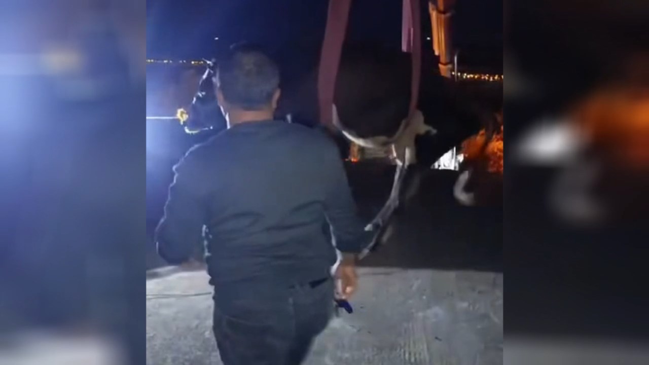 Dama Cikan Inek Vincle Indirildi (1)