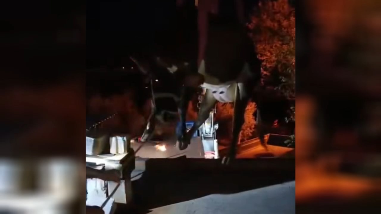 Dama Cikan Inek Vincle Indirildi (3)