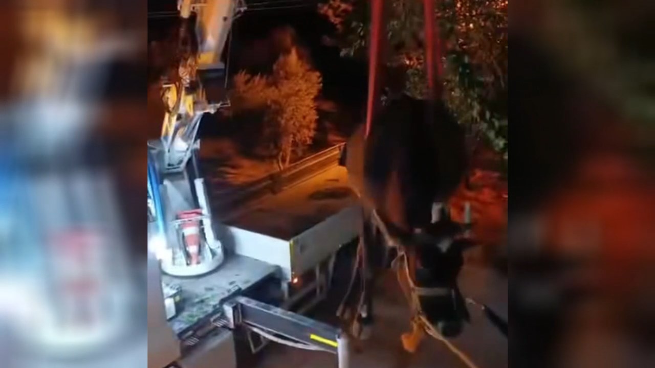 Dama Cikan Inek Vincle Indirildi (4)