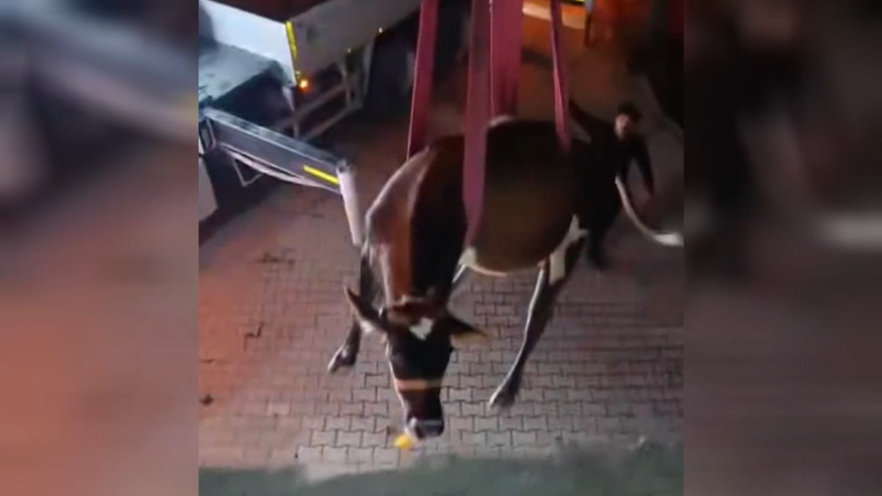 Dama Cikan Inek Vincle Indirildi (5)