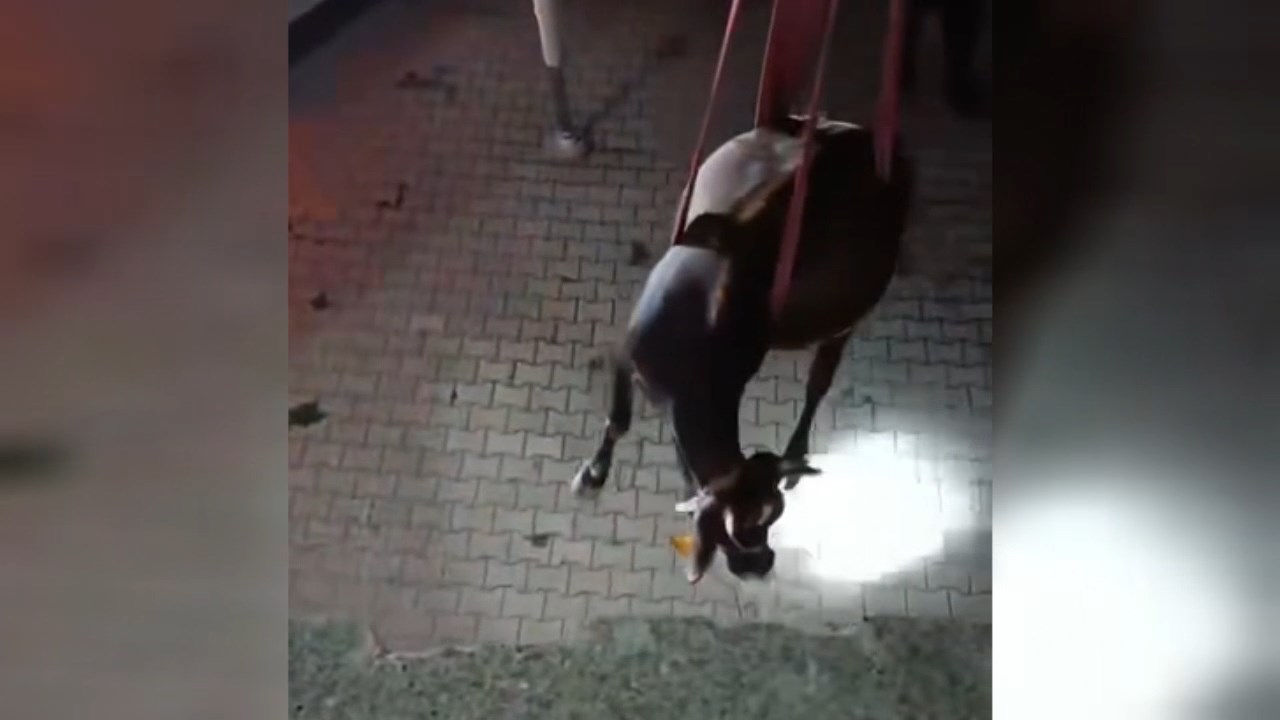 Dama Cikan Inek Vincle Indirildi (6)