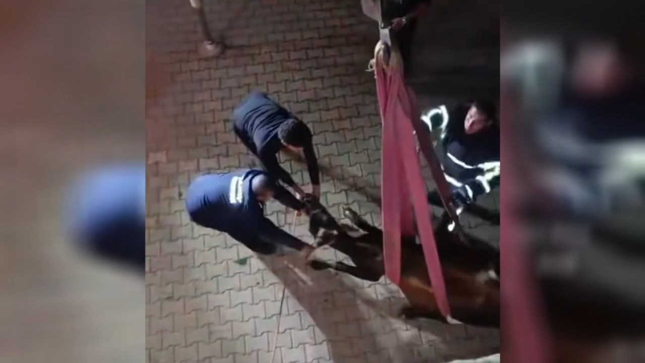 Dama Cikan Inek Vincle Indirildi (7)