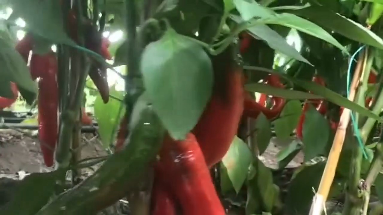 Turkiyenin En Aci Biberi.mp4 Snapshot 01.01.188