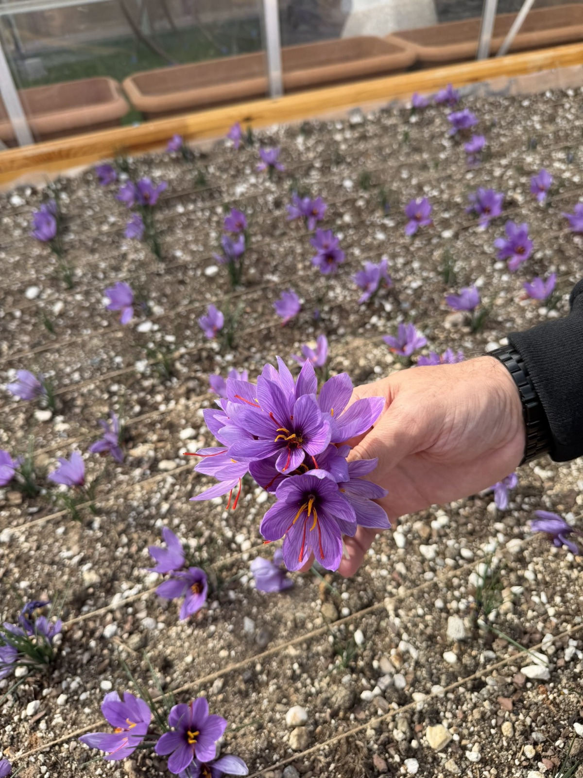 Terasta Safran Hasadi (2)