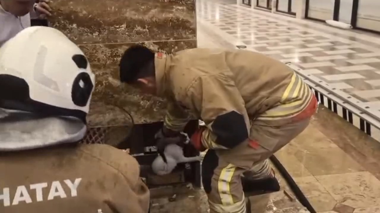 Kedi Operasyonu.mp4 Snapshot 01.21.206