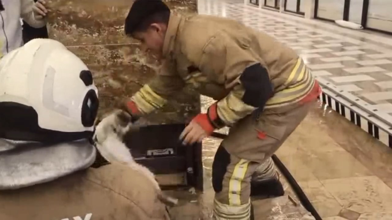 Kedi Operasyonu.mp4 Snapshot 01.22.048