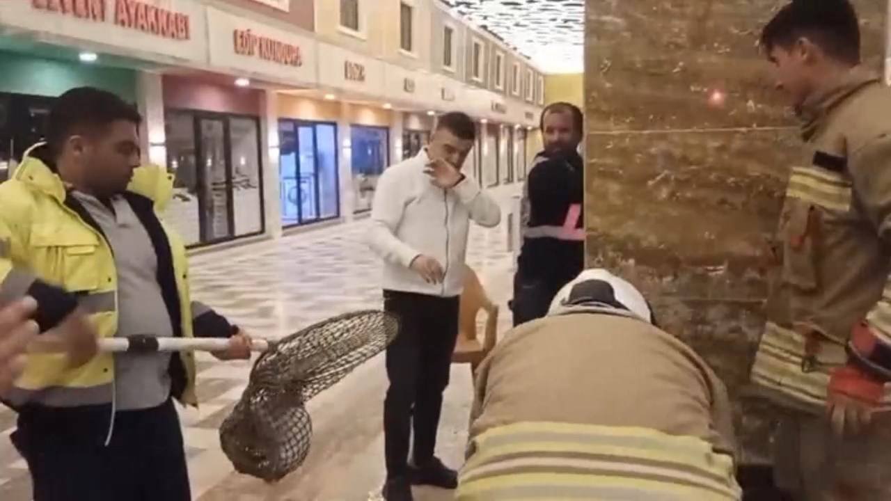 Kedi Operasyonu.mp4 Snapshot 01.24.972