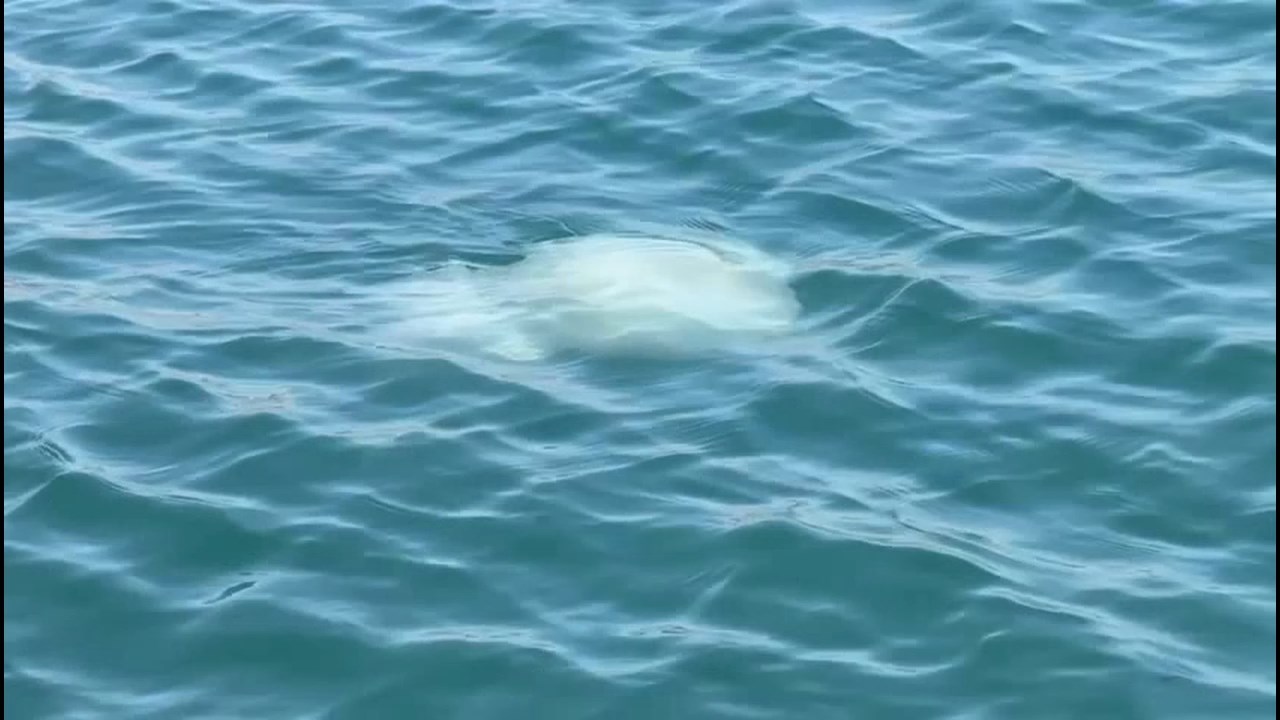 Korfezde Deniz Anasi Alarmi (6)