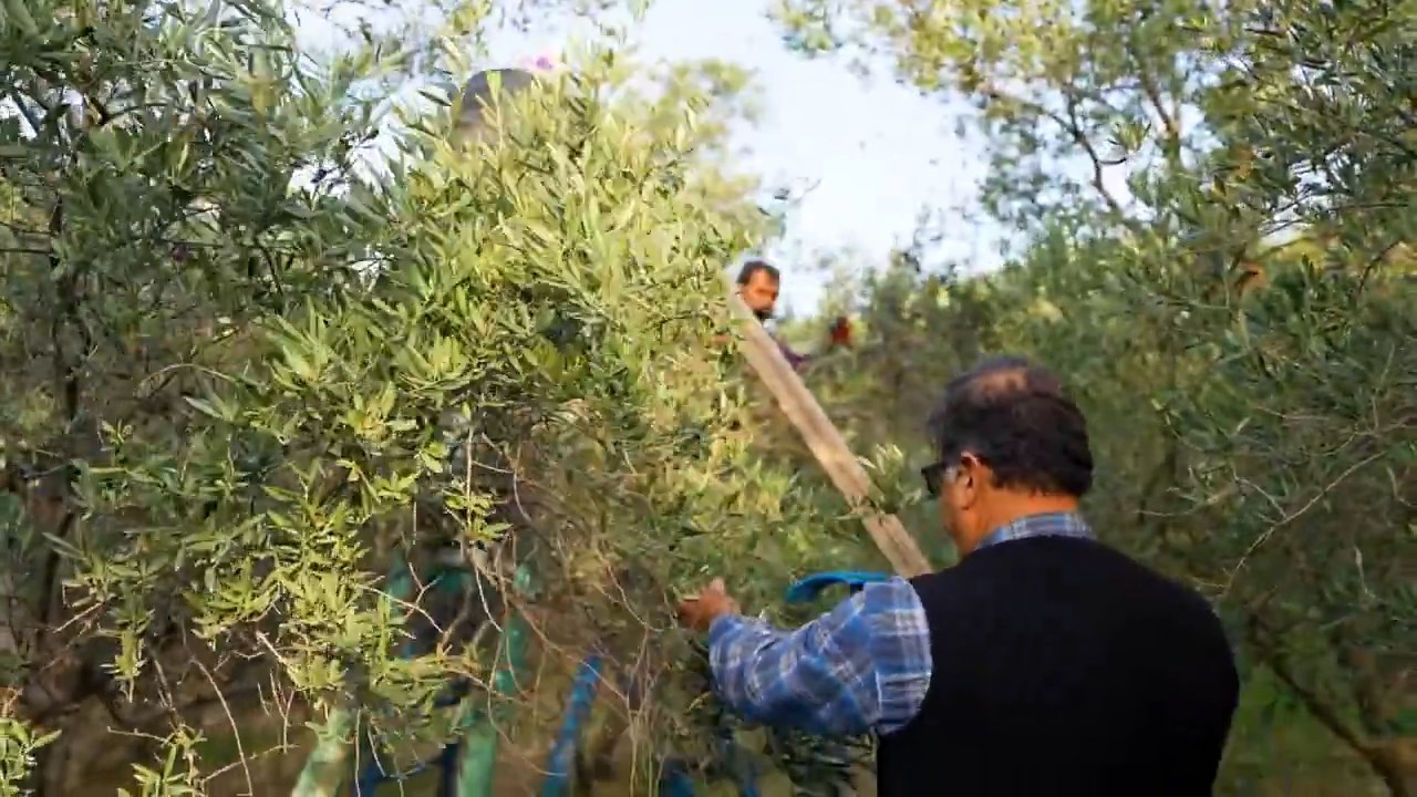 Zeytin Hasadi (3)
