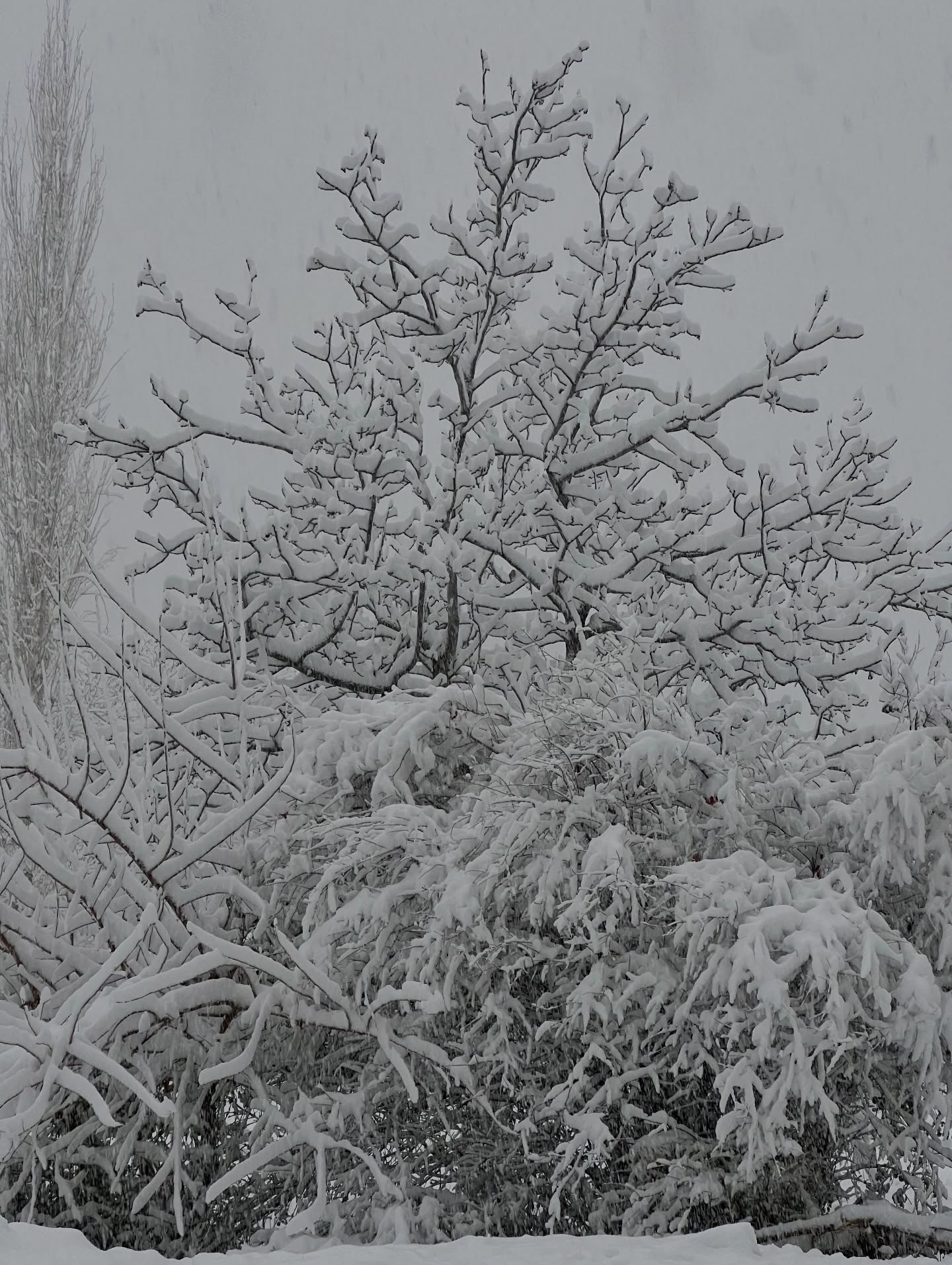 609250113 18440476507111217 6121827758774158199 N