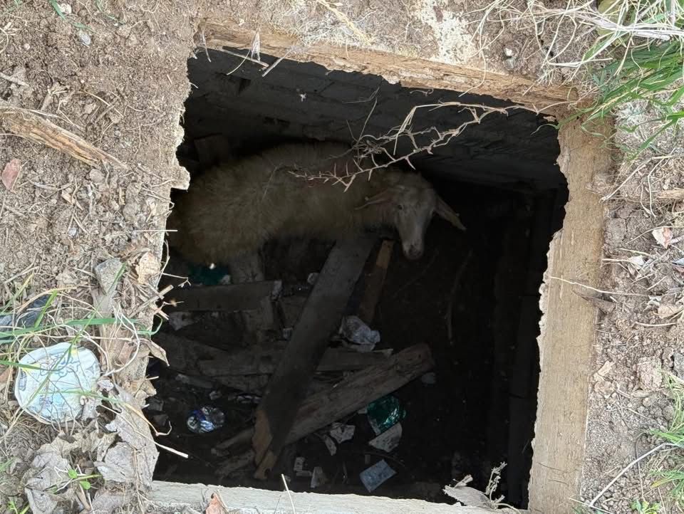 Kuyudaki Koyunu Itfaiye Cikardi (3)