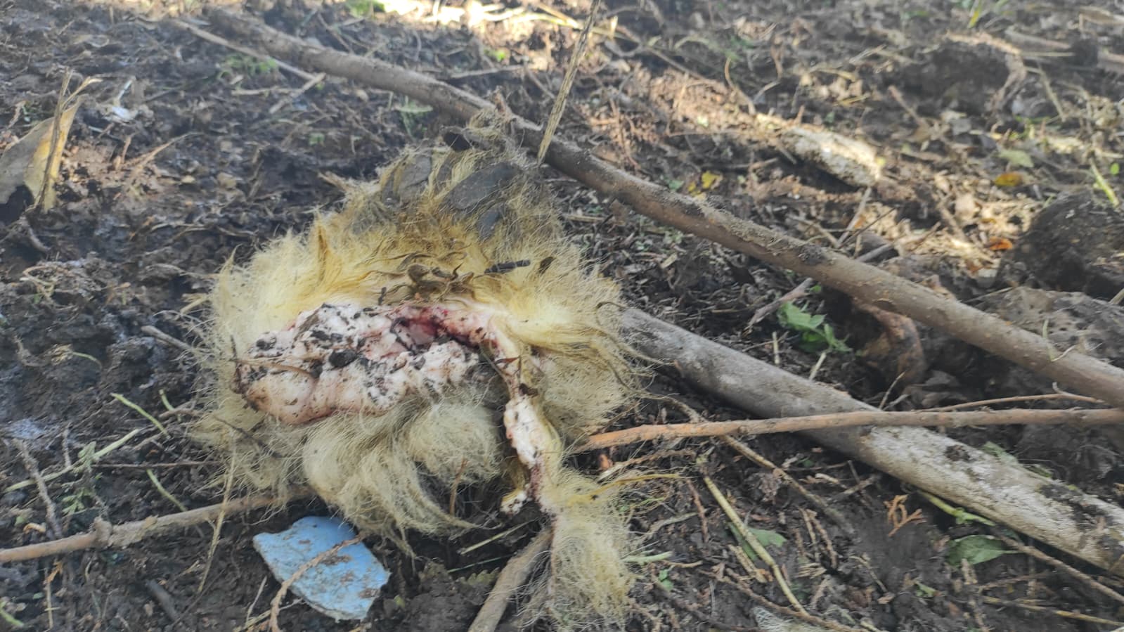 5558D08E F602 45Ad 8C4F 754724747Ff9