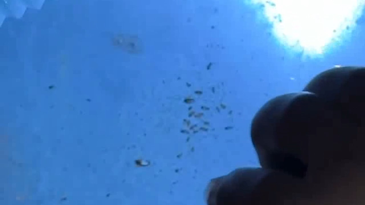 Avm Gida Denetimi (3)